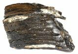 Wide Partial Woolly Mammoth Molar - North Sea #45400-1